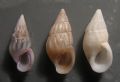 Rissoa ventricosa